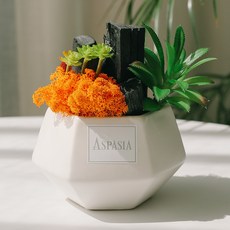 아스파시아 코토르 다육이 스칸디아모스 숯화분DIY 어텀 + 씨에나 + 화이트화기 세트, 1세트