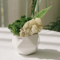 아스파시아 석양 가을산 겨울숲 투톤 스칸디아모스화분세트, 그린 + 네츄럴 + 조화잎, 1세트