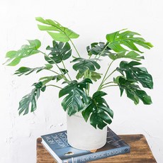 RYMD 大型龜背芋灌木, 單一顏色