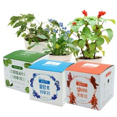 틔움세상 꽃집사 텃밭 3종 세트, 미모사, 물망초, 샐비어