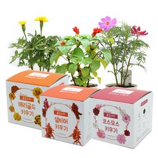 틔움세상 꽃집사 텃밭 3종 세트, 메리골드, 샐비어, 코스모스