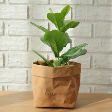 아스파시아 오피뉴 떡갈잎 고무나무 미니조화나무 + 페이퍼백, 페이퍼백(크라프트), 1세트