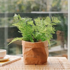 아스파시아 푸엘라 고사리 미니조화나무 + 페이퍼백, 페이퍼백(크라프트), 1세트