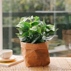 ASPASIA Spas Skindapsis 迷你人造木 + 平裝牛皮紙, 混色, 1套