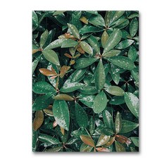 簡約感性帆布印刷畫框 植物 SSO-05