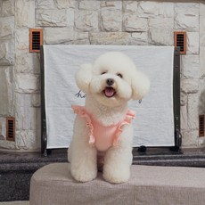 寵物貝貝T恤, 粉紅色