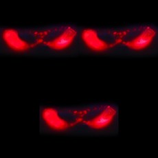 發光面具紅色 3入, 混色