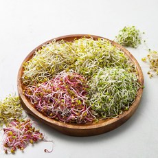 GAP 인증 팜에이트 모둠새싹, 500g, 1팩