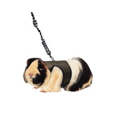 KAYTEE 小動物用線束 L, 混色, 1個