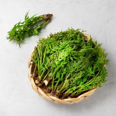 순창 참두릅 곁순, 500g, 1개
