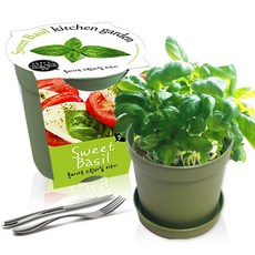 세경팜 컬러키친가든 텃밭 가꾸기 화분 세트 그린, 스윗바실