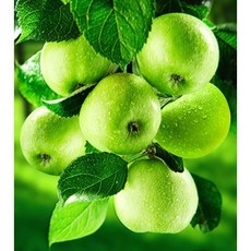 JoyJasu 11CT 印花十字繡DIY套組 200402, 風水招財青蘋果