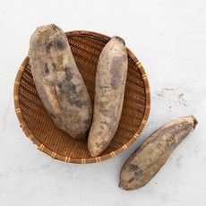밀양 햇연근, 1kg, 1개