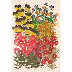 寫信日壓花組合 1333, 花園馬鞭草