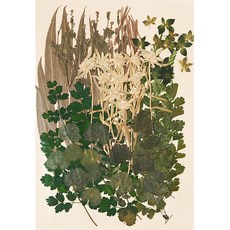 寫信的日子 壓花組合 1323, 綠意