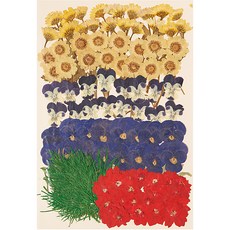 寫信的日子 壓花組合 1337, 飛燕草玫瑰花飾