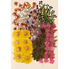 押花裝飾組, 宇宙黃