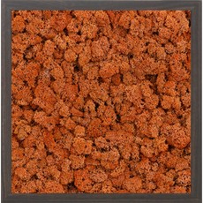 스칸디아모스 액자 프라모 WALNUT 프레임 어텀, 1개