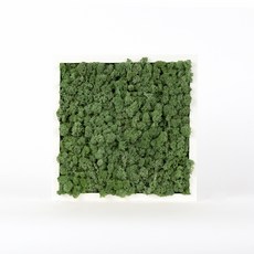 스칸디아모스 액자 프라모 WHITE 프레임 미디엄 그린, 1개