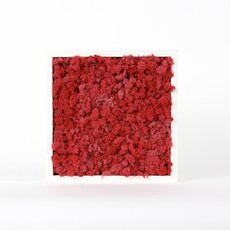 스칸디아모스 액자 프라모 WHITE 프레임 레드, 1개