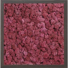 스칸디아모스 액자 프라모 WALNUT 프레임 씨클라멘, 1개