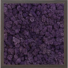 스칸디아모스 액자 프라모 WALNUT 프레임 퍼플, 1개