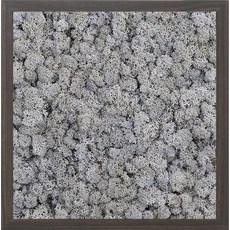 스칸디아모스 액자 프라모 WALNUT 프레임 바이올렛, 1개