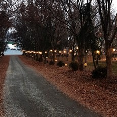 戶外燈串線 25m 45燈