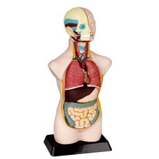EDU-TOYS 人體模型, 單品