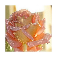 方形 圓形 鑽石畫, 帶水珠的玫瑰, 一, 1個