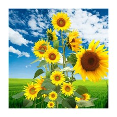 KMLY 3D 鑽石畫 DIY套組 40 x 40 cm, 向日葵花園, 1個