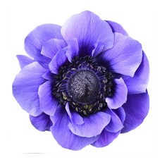 PNP Mall 銀蓮花客廳壓克力畫框 pnp-082, 3.銀蓮花-082