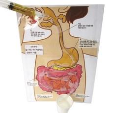 사이언샵 음식물 소화과정 만들기 5인 과학실험세트, 1개