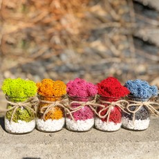 SCANDIAMOSS 小苔蘚盆景, Petitmos 5種, 1組