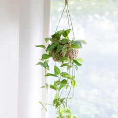 Artifati Smileax Ratan 懸掛式花盆套組, 混色, 1套