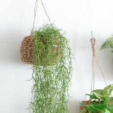 Artifati Tillandsia 藤製懸掛花盆套組, 混色, 1套