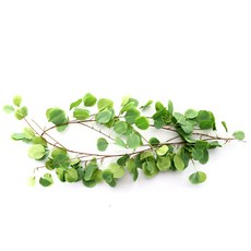 Dawoo F&G 人造尤加利葉藤蔓, 混合色, 1個