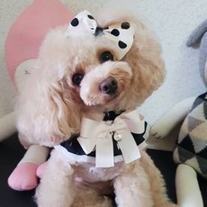 팝앤퍼피 강아지 블랙베리케이프 S, 블랙, 1개