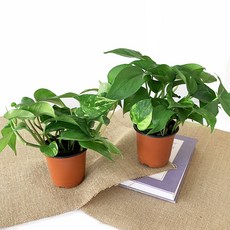 프레쉬가든 공기정화 식물 스킨답서스 2p, 혼합색상, 1세트