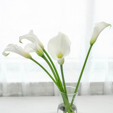 아임 플라워 생화 센터피스 칼라 6PC, 화이트