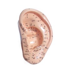 PARTY COSTUME 穴位耳朵人體模型, 1個