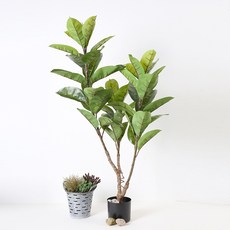 마쉬매리골드 인도 고무 나무 화분, 혼합색상, 1개