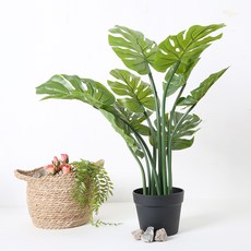 聖誕紅龜背竹樹花盆, 混色, 1個