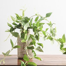 RYMD 桌面藤製花瓶懸掛常春藤套組, 混色, 1套