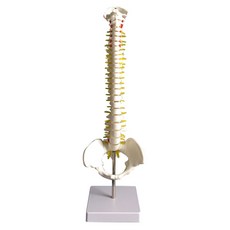 PARTY COSTUME 脊椎人體模型, 1個