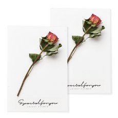 LASALT 預留花卡紅玫瑰2p+透明套, 混色, 1套