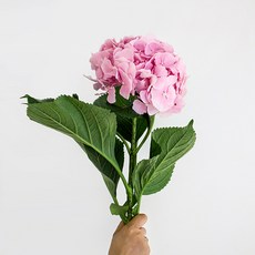 아임플라워 생화 센터피스 수국, 핑크