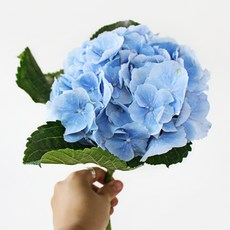 아임플라워 생화 센터피스 수국, 블루