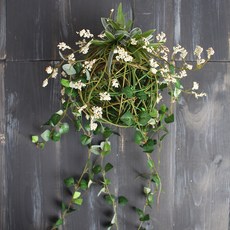 懸掛垂蔓球假花 大, 奶油