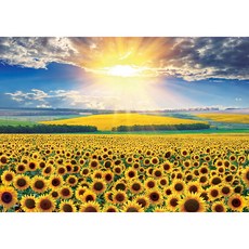 光彩的向日葵花田 PL1405, 1000件, 混合色, 1個